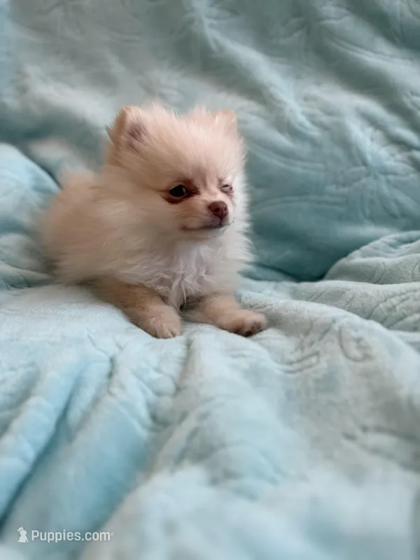 Samson, a male Pomeranian for sale in Daytona Beach, FL – Photo 1 of 10