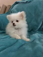 Cash, a male Pomeranian for sale in Daytona Beach, FL – Photo 3 of 10