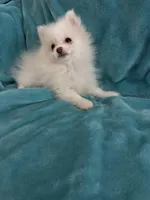 Cash, a male Pomeranian for sale in Daytona Beach, FL – Photo 4 of 10