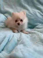 Samson, a male Pomeranian for sale in Daytona Beach, FL – Photo 8 of 10