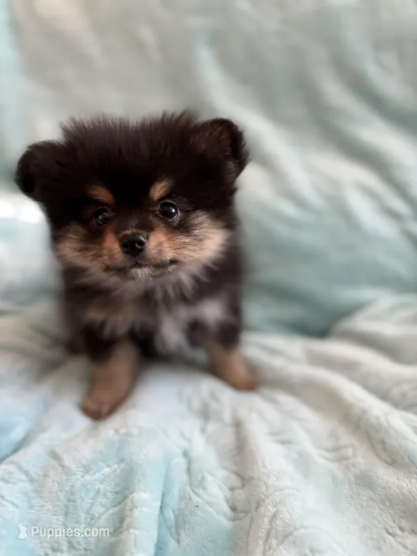 Tango – Pomeranian puppy for sale in Daytona Beach, FL