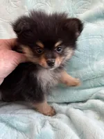 Tango, a male Pomeranian for sale in Daytona Beach, FL – Photo 3 of 5