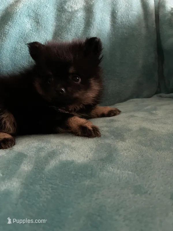 Tango – Pomeranian puppy for sale in Daytona Beach, FL
