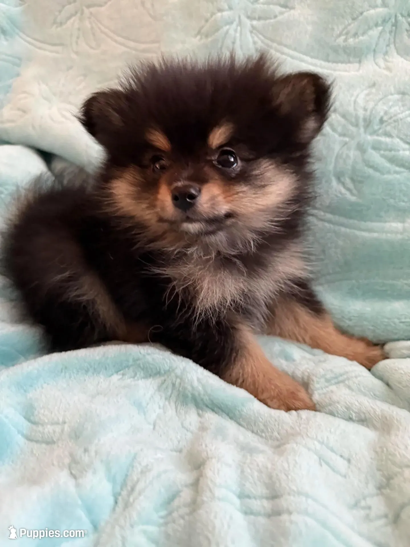 Tango – Pomeranian puppy for sale in Daytona Beach, FL