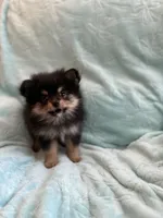 Tango, a male Pomeranian for sale in Daytona Beach, FL – Photo 2 of 5