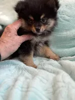 Tango, a male Pomeranian for sale in Daytona Beach, FL – Photo 5 of 5