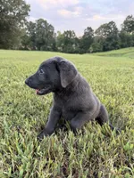 AKC Registered Female Charcoal Lab, a female Labrador Retriever for sale in Grand Rivers, KY – 4 of 6