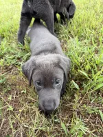 AKC Registered Male Charcoal Lab , a male Labrador Retriever for sale in Grand Rivers, KY – 3 of 5