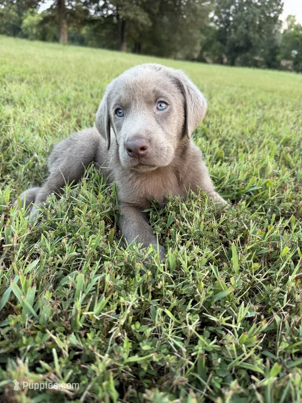 AKC Female Silver Lab – Labrador Retriever puppy for sale in Grand Rivers, KY