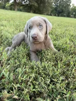 AKC Female Silver Lab, a female Labrador Retriever for sale in Grand Rivers, KY – 1 of 6