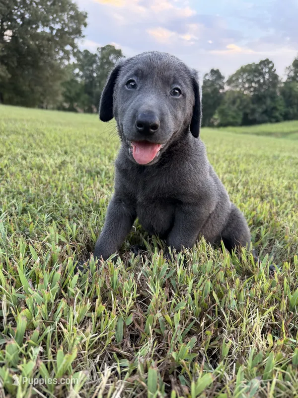 AKC Registered Female Charcoal Lab – Labrador Retriever puppy for sale in Grand Rivers, KY