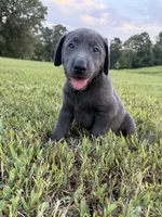 AKC Registered Female Charcoal Lab, a female Labrador Retriever for sale in Grand Rivers, KY – 1 of 6