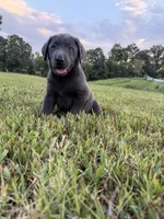 AKC Registered Female Charcoal Lab, a female Labrador Retriever for sale in Grand Rivers, KY – 6 of 6