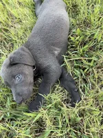 AKC Registered Male Charcoal Lab , a male Labrador Retriever for sale in Grand Rivers, KY – 2 of 5