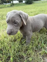 AKC Female Silver Lab, a female Labrador Retriever for sale in Grand Rivers, KY – 3 of 6