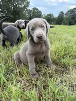 AKC Female Silver Lab, a female Labrador Retriever for sale in Grand Rivers, KY – 2 of 6