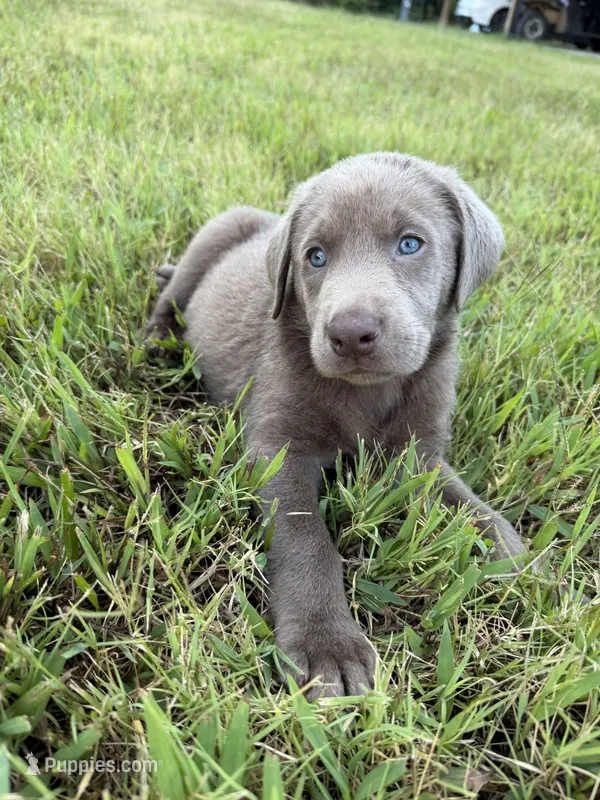 AKC Registered Male Silver Lab – Labrador Retriever puppy for sale in Grand Rivers, KY