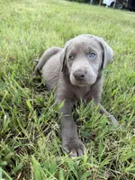 AKC Registered Male Silver Lab, a male Labrador Retriever for sale in Grand Rivers, KY – 1 of 5