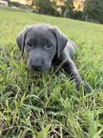 AKC Registered Male Charcoal Lab , a male Labrador Retriever for sale in Grand Rivers, KY – 5 of 5
