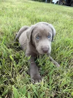 AKC Registered Male Silver Lab, a male Labrador Retriever for sale in Grand Rivers, KY – 2 of 5
