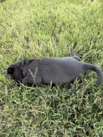 AKC Registered Female Charcoal Lab, a female Labrador Retriever for sale in Grand Rivers, KY – 3 of 6