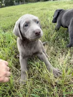AKC Female Silver Lab, a female Labrador Retriever for sale in Grand Rivers, KY – 4 of 6