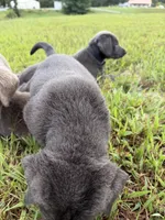 AKC Registered Male Charcoal Lab , a male Labrador Retriever for sale in Grand Rivers, KY – 4 of 5