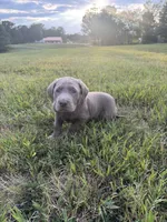 AKC Female Silver Lab, a female Labrador Retriever for sale in Grand Rivers, KY – 6 of 6