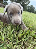 AKC Registered Male Silver Lab, a male Labrador Retriever for sale in Grand Rivers, KY – 5 of 5
