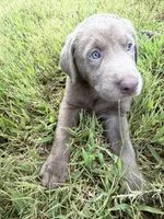 AKC Registered Male Silver Lab, a male Labrador Retriever for sale in Grand Rivers, KY – 4 of 5