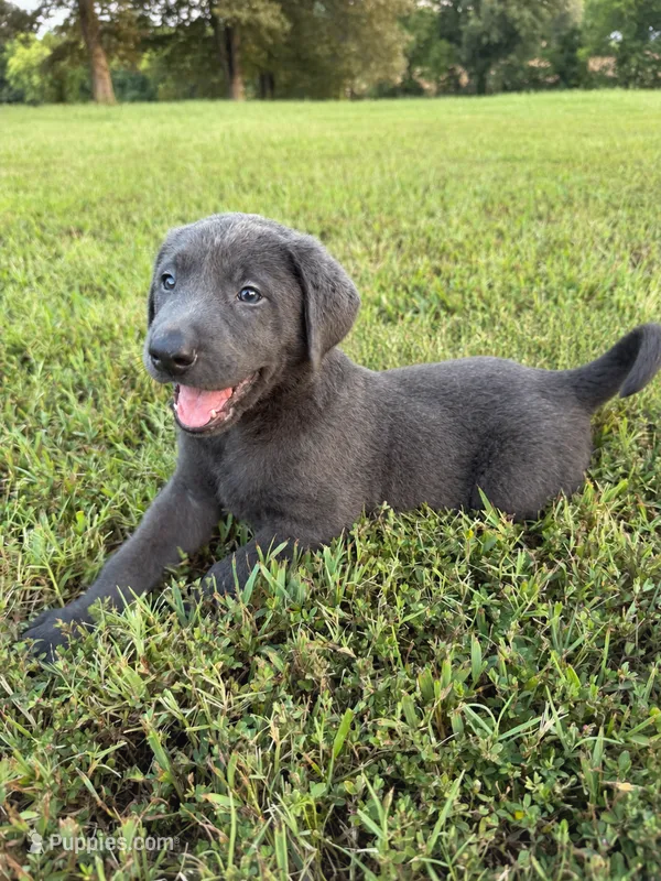 AKC Registered Male Charcoal Lab  – Labrador Retriever puppy for sale in Grand Rivers, KY