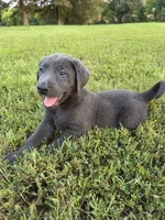 AKC Registered Male Charcoal Lab , a male Labrador Retriever for sale in Grand Rivers, KY – 1 of 5