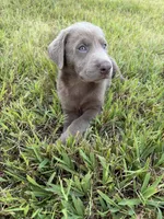 AKC Registered Male Silver Lab, a male Labrador Retriever for sale in Grand Rivers, KY – 3 of 5