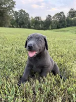AKC Registered Female Charcoal Lab, a female Labrador Retriever for sale in Grand Rivers, KY – 5 of 6