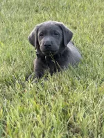 AKC Registered Female Charcoal Lab, a female Labrador Retriever for sale in Grand Rivers, KY – 2 of 6