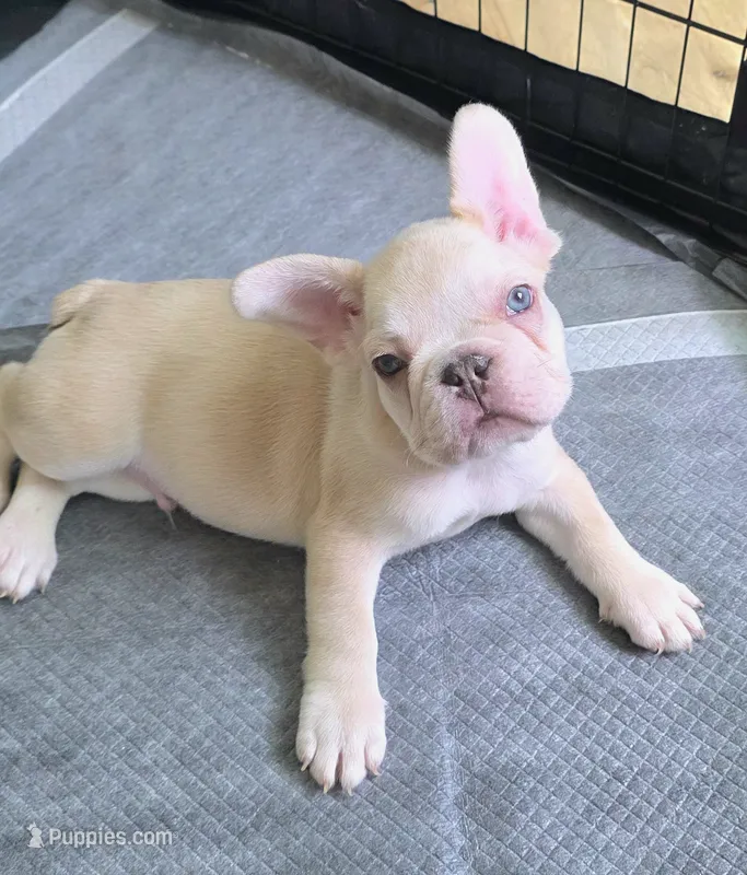 Tiny – French Bulldog puppy for sale in Titusville, FL