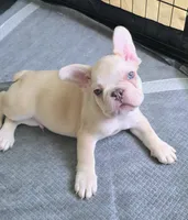 Tiny, a male French Bulldog for sale in Titusville, FL – 1 of 3