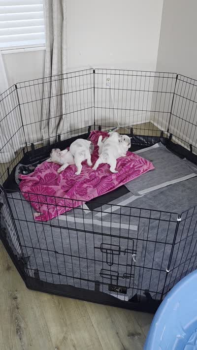 Arlo, a male French Bulldog for sale in Titusville, FL – 2 of 2