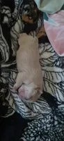 Tiny, a male French Bulldog for sale in Titusville, FL – 2 of 3