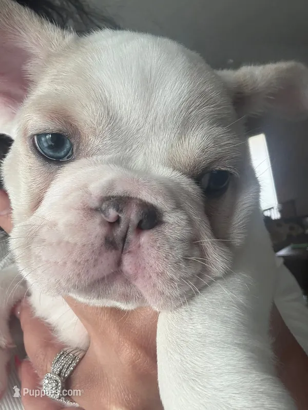 Arlo – French Bulldog puppy for sale in Titusville, FL