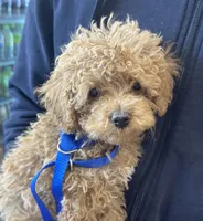 Toy poodle puppy, a male Poodle - Toy  for sale in Los Angeles, CA – 1 of 1