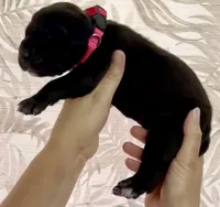 Black Beauty, a female Great Dane for sale in Bristol, RI – Photo 7 of 10