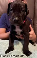 Black Beauty, a female Great Dane for sale in Bristol, RI – Photo 5 of 10