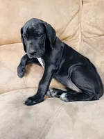 Black Beauty, a female Great Dane for sale in Bristol, RI – Photo 3 of 10