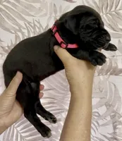 Black Beauty, a female Great Dane for sale in Bristol, RI – Photo 4 of 10