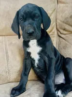 Black Beauty, a female Great Dane for sale in Bristol, RI – Photo 1 of 10