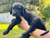 Black Beauty, a female Great Dane for sale in Bristol, RI – Photo 6 of 10