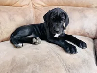 Black Beauty, a female Great Dane for sale in Bristol, RI – Photo 10 of 10