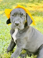 Black Beauty, a female Great Dane for sale in Bristol, RI – Photo 9 of 10