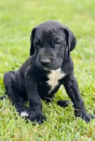 Black Beauty, a female Great Dane for sale in Bristol, RI – Photo 8 of 10